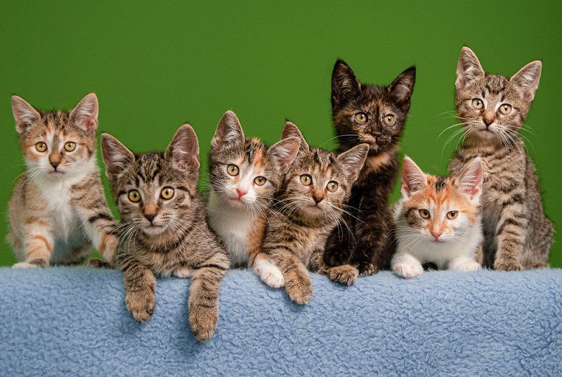 Dier adopteren DOA - katten adoptie formulier