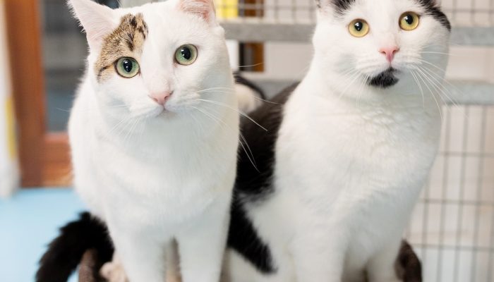 Katten in kattenpension Amsterdam