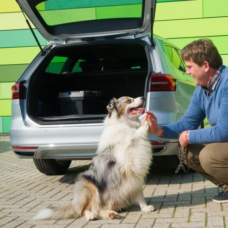 DOA opvang voor honden