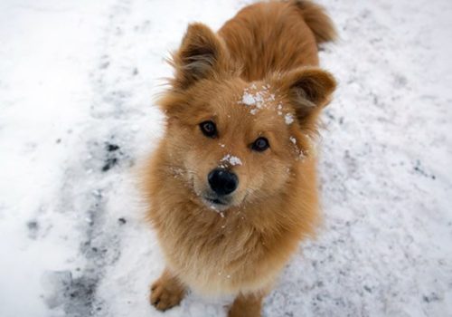 hond-sneeuw_web