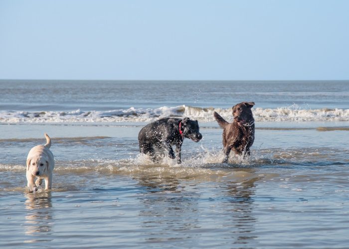 Dogs,Playing,In,The,Surf,At,The,Beach,,On,A