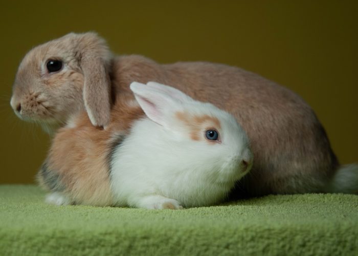 konijnenstel