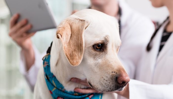 Close-up,Of,A,Sick,Dog,In,Clinic,For,Check-up