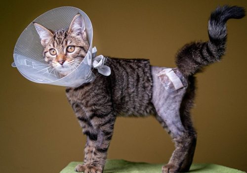 rosa-feb-campagne-kat-medisch-online (1) rosa-feb-campagne-kat-medisch-online (1)